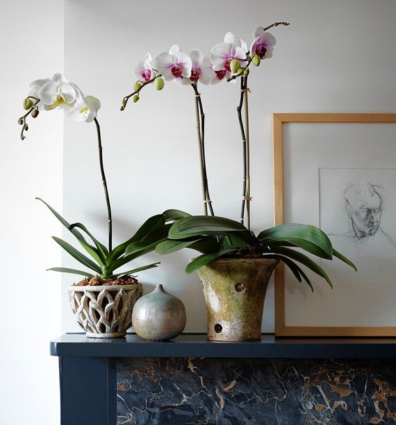 Best Pots for Orchids- Top 5 picks in 2025